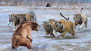 Transhu: Tiger Fighting Bear