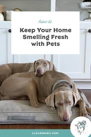 home smelling fresh with pets