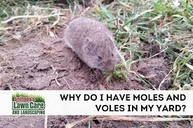 why your yard has moles anthonys lawn