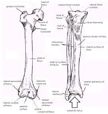 The knee joint is the largest joint in the body and is primarily a hinge joint. Skeletal System Diagrams Skeletal System Anatomy Human Body Anatomy Anatomy Bones