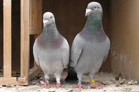 how homing pigeons find their way home