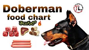 Doberman Food Chart In Telugu Youtube