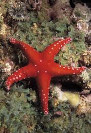 What Are The Starfishs Adaptations To Stay Alive Animals