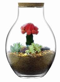 glass jar and cork lid terrariums
