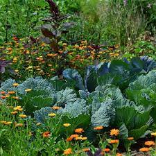 The Perpetual Vegetable Garden Which