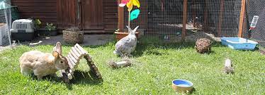creating a good home for rabbits rspca