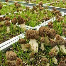 cultivating coveted morel mushrooms