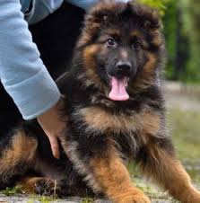 Long haired german shepherd puppies imported german shepherds oklahoma. Long Coat Shepherds