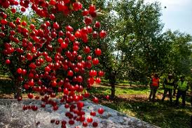 Utah's growing population could threaten its massive cherry production