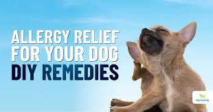 allergy relief for dogs diy remes