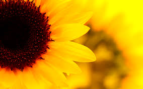 sunflower desktop background 6921719
