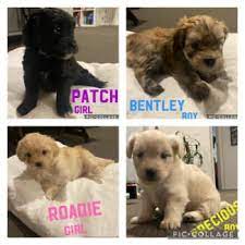 shih tzu shih in melbourne region vic