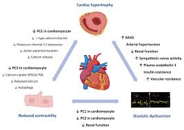 Chronic kidney disease (ckd) is a type of kidney disease in which there is gradual loss of kidney function over a period of months to years. Cardiogenetics Free Full Text Cardiac Involvement In Autosomal Dominant Polycystic Kidney Disease