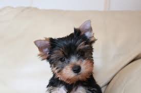 Birth to 3 weeks old. How To Train A Yorkie Canna Pet