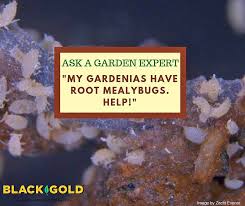 my gardenias have root mealybugs help