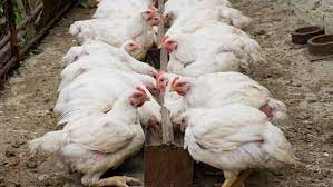 Check spelling or type a new query. Uk Poultry Industry Alerted Over Newcastle Disease
