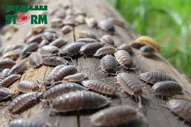 learn the causes of woodlice in the