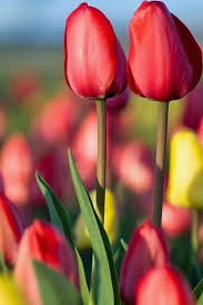 If the product doesn't match the. Tulips Field Red And Yellow Flowers 640x960 Iphone 4 4s Wallpaper Background Picture Image