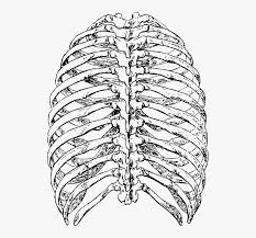 Ribs anatomy the average skeleton contains 24 individual ribs, formed in 12 pairs, and they are divided into three main categories: Ribs Back Rib Cage Ribs Rib Skeleton Human Rib Cage Drawing Back Hd Png Download Transparent Png Image Pngitem