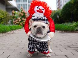 scary clown dog halloween costume