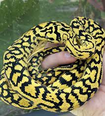 jaguar carpet python traits morphpedia