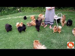 anjula pomeranians you