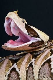 five true viper snake species