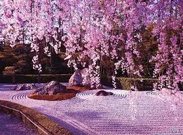 Zen Garden Sakura Japan Japanese