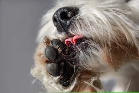 dog from licking their paws