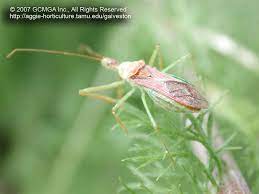 Worldwide, there are nearly 20,000 described species, making the cicadellidae the 10 th largest insect family. Beneficial Insects In The Garden 53 Leafhopper Assassin Bug