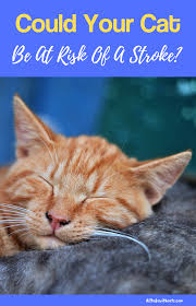 If you pause after 3 seconds of stroking your. What Are The Signs Of Stroke In Cats And How Is It Treated Cats Cat Skin Problems Cat Allergies