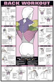 Details About Back Workout Wall Chart Professional Fitness Gym Health Club Poster