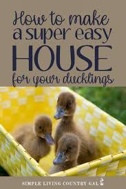 Diy Brooder Box For Ducklings
