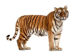 tiger images browse 756 375 stock
