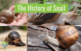 the history of snail facts and