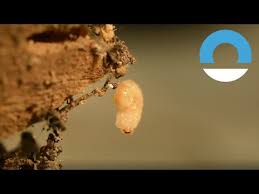 treat woodworm and wood boring beetles