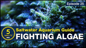 learn how to control and prevent algae