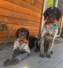 german wirehaired pointers breeding