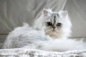 long haired cat breeds