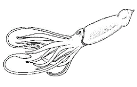 74 cool giant squid coloring page. Squid Coloring Page Bmo Show