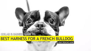 Best French Bulldog Harness Our Top 6 Picks For Frenchies