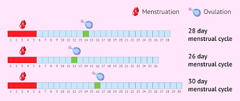 how do ovulation calculators work out