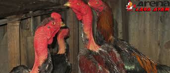 .baru sabung ayam di indonesia, sabung ayam live yang biasanya berasal dari ayam vietnam cf88th, sabung ayam filipina, sabung ayam, sabung ayam vietnam, sabung ayam thailand. Cara Mengenali Ciri Ayam Saigon Asli Dari Vietnam Berita Jadwal Sabung Ayam Online S1288 Sv388 Sm558