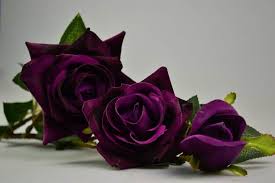 The usual flower colour is a shade of purple (often a light purple or lilac), but colours like white, pink, pale lavender has a strong aroma and this smell is similar to rose with traces of vanilla. Deep Purple Roses