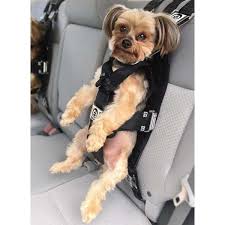 Dog Seat Belts The Underused Pup