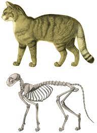 Draw another pair of two small oblongs at the bottom of the body's outline and add a long rectangle shape on one side. Cat Anatomy Wikipedia