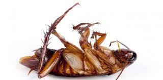 Die rede ist von schaben, wanzen und anderen insekten. Kakerlake Gefunden So Wirst Du Kuchenschaben Los