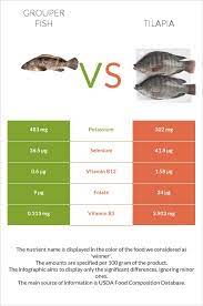 grouper fish vs tilapia in depth