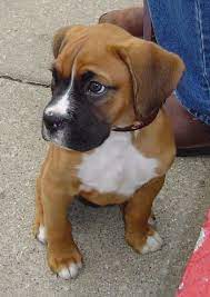 We have been breeding boxers for 24 years. Boxer Puppies For Sale And Dogs For Adoption In New Jersey Nj Boxer Puppies Boxer Puppies For Sale Boxer Dogs