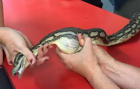 australian python engulfs tennis ball